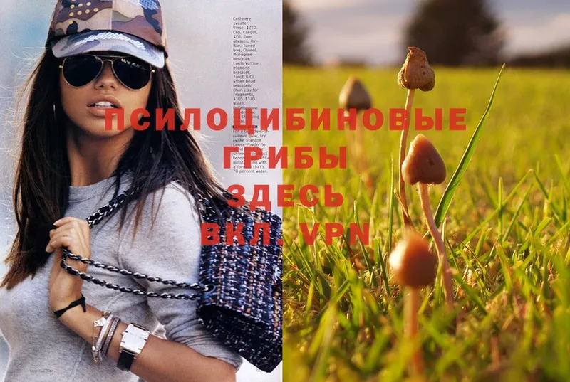 Псилоцибиновые грибы Psilocybe  Дзержинский 